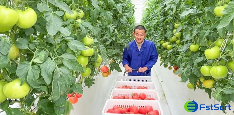 images/1674978665442tomato grading.jpg